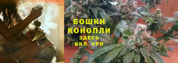 сатива Беломорск